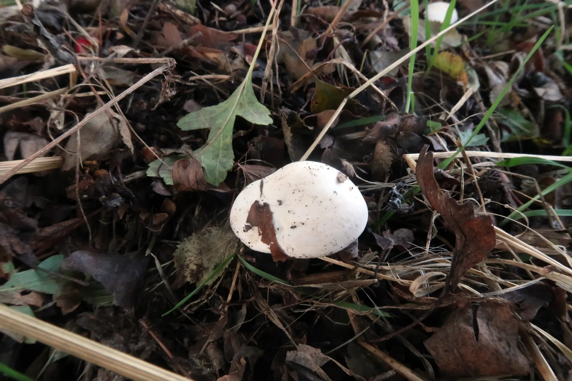 Leucopaxillus paradoxus - 1 - IMG_5650